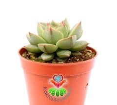 Echeveria Fabiola 5,5 cm Saksılı Nadir Tür Sukulent