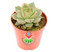 Echeveria Fabiola 5,5 cm Saksılı Nadir Tür Sukulent