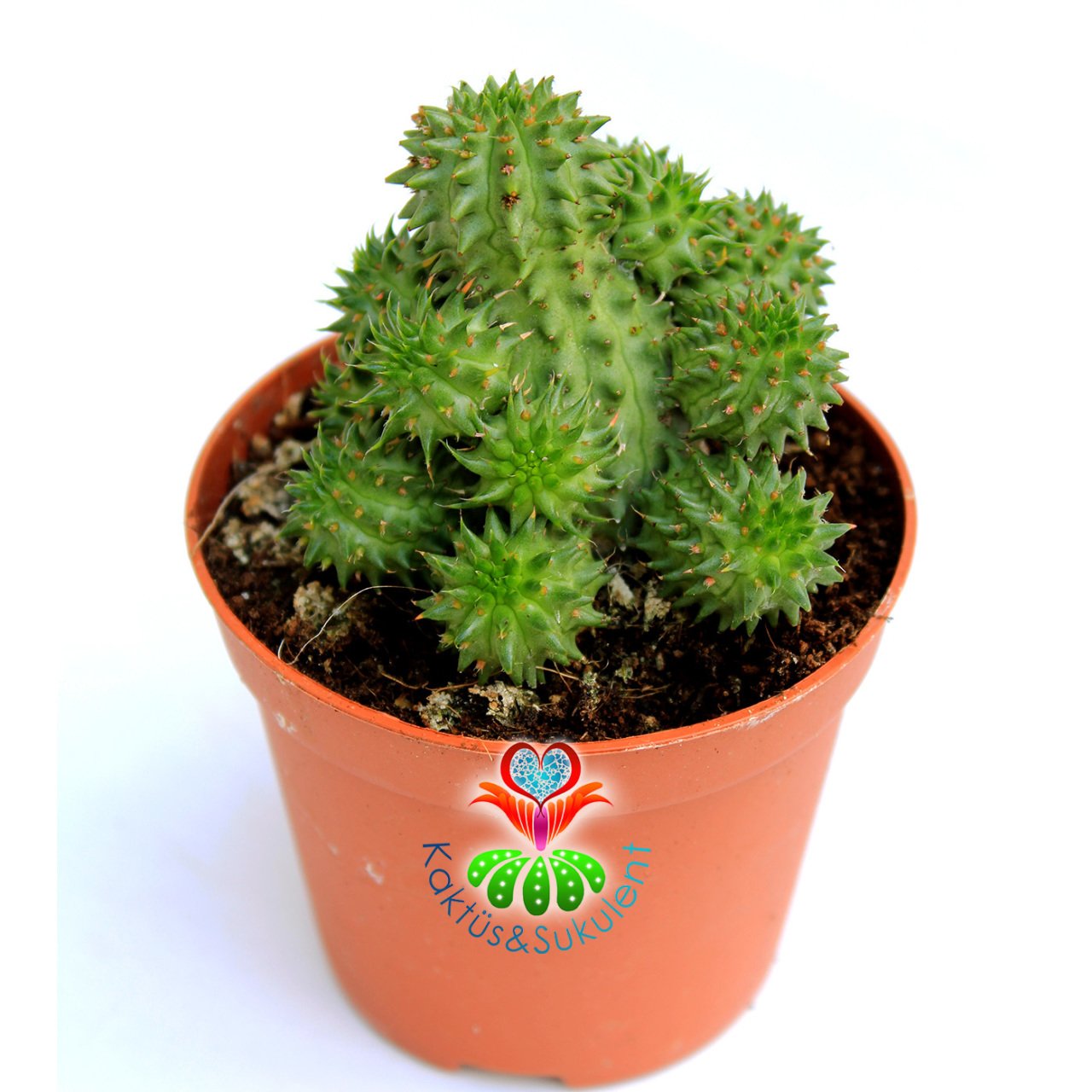 Kaktüs,Euphorbia Susannae -Bol Yavrulu-Nadir Tür- 8.5 cm Saksıda- Cactus