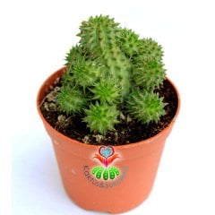 Kaktüs,Euphorbia Susannae -Bol Yavrulu-Nadir Tür- 8.5 cm Saksıda- Cactus