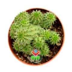 Kaktüs,Euphorbia Susannae -Bol Yavrulu-Nadir Tür- 8.5 cm Saksıda- Cactus