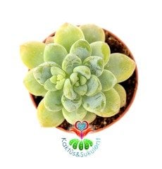 Echeveria Amoena 5,5 cm Saksıda Nadir Tür Sukulent