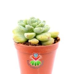 Echeveria Amoena 5,5 cm Saksıda Nadir Tür Sukulent