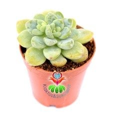 Echeveria Amoena 5,5 cm Saksıda Nadir Tür Sukulent