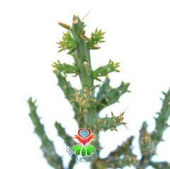 Austrocylindropuntia-5,5 cm Saksıda- Silindir Formlu Kaktüs