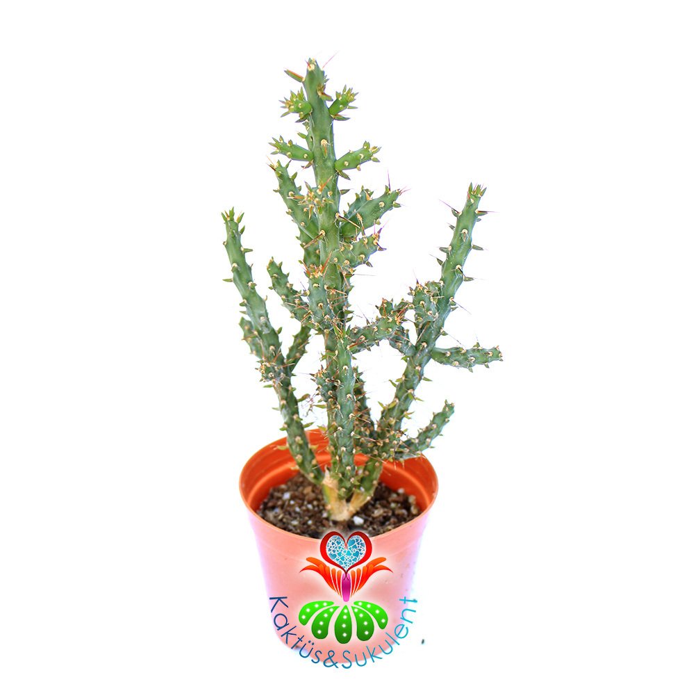 Austrocylindropuntia-5,5 cm Saksıda- Silindir Formlu Kaktüs