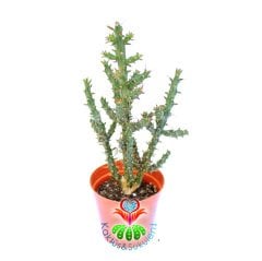 Austrocylindropuntia-5,5 cm Saksıda- Silindir Formlu Kaktüs