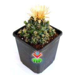 Kaktüs,Coryphantha Elephantidens -Bol Yavrulu-Saksı Dolusu 8 cm saksılı