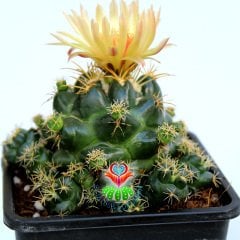 Kaktüs,Coryphantha Elephantidens -Bol Yavrulu-Saksı Dolusu 8 cm saksılı