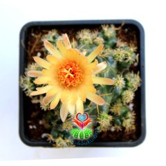Kaktüs,Coryphantha Elephantidens -Bol Yavrulu-Saksı Dolusu 8 cm saksılı