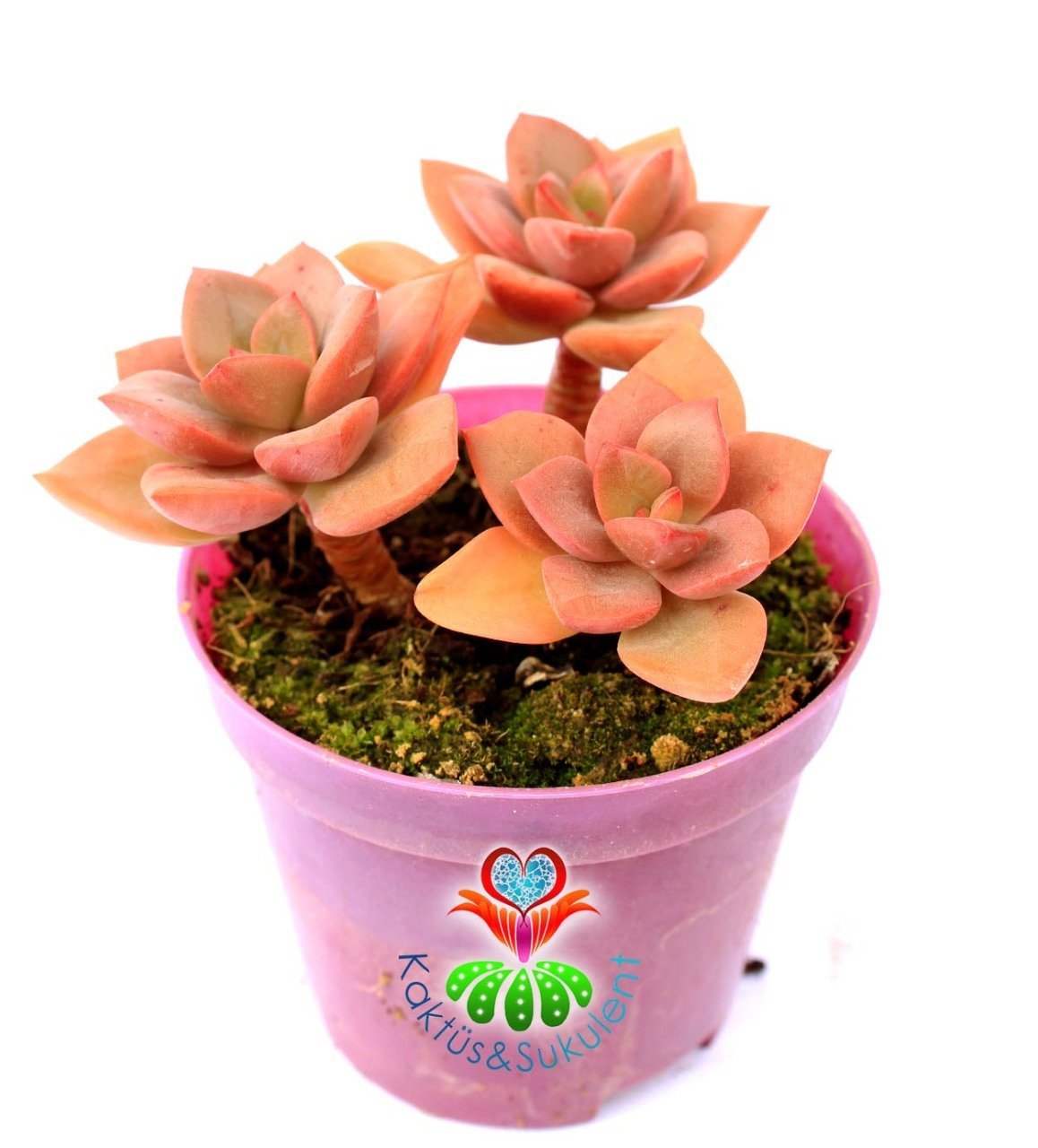 Graptoveria Huth's Pink  8,5 cm Saksıda Nadir Tür Koyu Pembe Sukulent