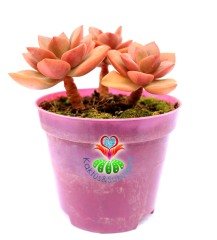 Graptoveria Huth's Pink  8,5 cm Saksıda Nadir Tür Koyu Pembe Sukulent