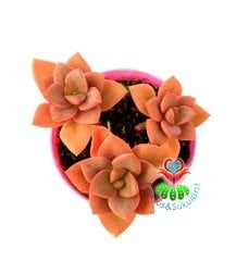 Graptoveria Huth's Pink  8,5 cm Saksıda Nadir Tür Koyu Pembe Sukulent