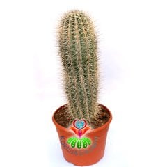 Meksika Kaktüsü- Pachycereus Pringlei-17 cm Saksıda-Dekorasyon İçin İdeal 40+ cm boy Kaktüs