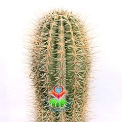 Meksika Kaktüsü- Pachycereus Pringlei-17 cm Saksıda-Dekorasyon İçin İdeal 40+ cm boy Kaktüs