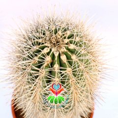 Meksika Kaktüsü- Pachycereus Pringlei-17 cm Saksıda-Dekorasyon İçin İdeal 40+ cm boy Kaktüs