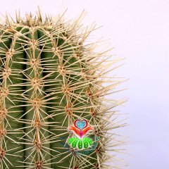 Meksika Kaktüsü- Pachycereus Pringlei-17 cm Saksıda-Dekorasyon İçin İdeal 40+ cm boy Kaktüs