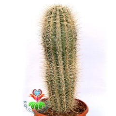 Meksika Kaktüsü- Pachycereus Pringlei-17 cm Saksıda-Dekorasyon İçin İdeal 40+ cm boy Kaktüs