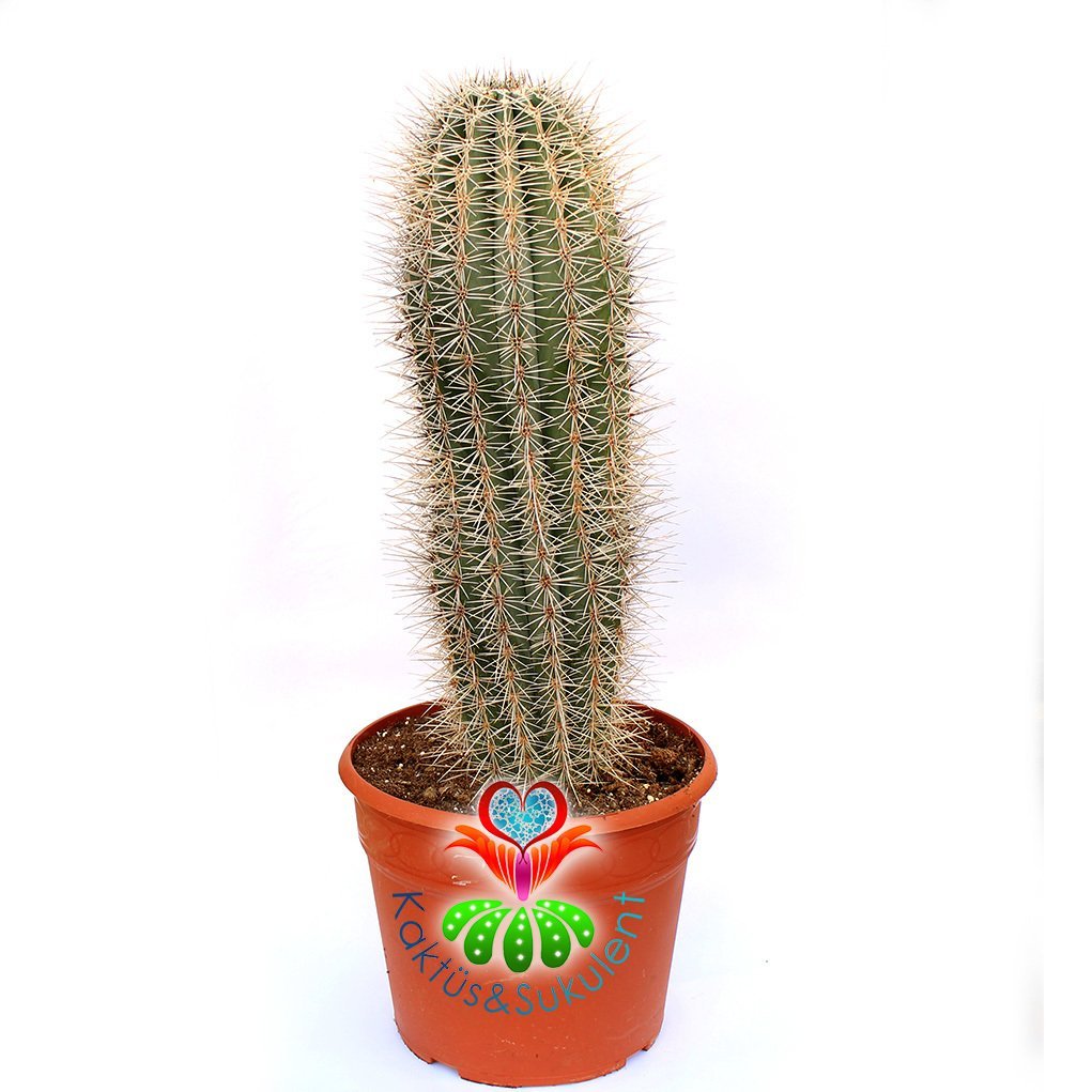 Meksika Kaktüsü- Pachycereus Pringlei-17 cm Saksıda-Dekorasyon İçin İdeal 40+ cm boy Kaktüs