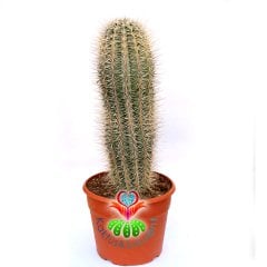 Meksika Kaktüsü- Pachycereus Pringlei-17 cm Saksıda-Dekorasyon İçin İdeal 40+ cm boy Kaktüs