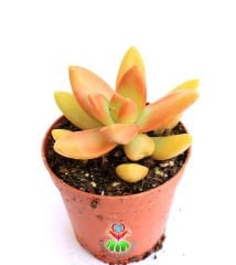 Sukulent,Sedum Nussbaumerianum-Güneşte Koyu Turuncu- 5,5 cm Saksıda- Teraryum,Kaktüs, Succulent