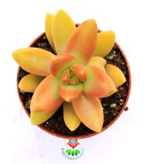 Sukulent,Sedum Nussbaumerianum-Güneşte Koyu Turuncu- 5,5 cm Saksıda- Teraryum,Kaktüs, Succulent