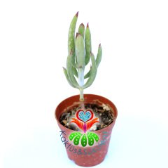 Senecio Serpens-Kırmızı Uçlu Çubuk Yapraklı -5,5 cm Saksıda Sukulent
