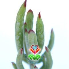 Senecio Serpens-Kırmızı Uçlu Çubuk Yapraklı -5,5 cm Saksıda Sukulent