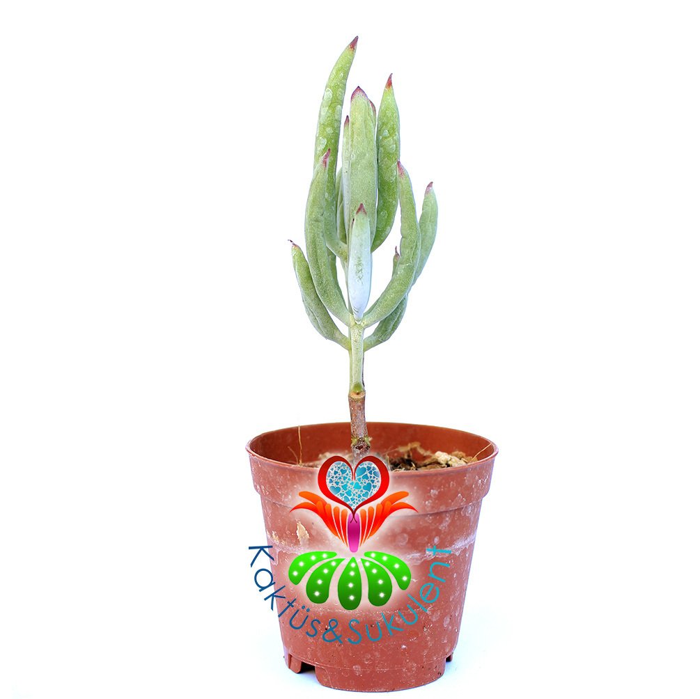 Senecio Serpens-Kırmızı Uçlu Çubuk Yapraklı -5,5 cm Saksıda Sukulent