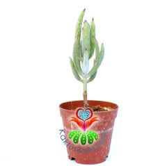 Senecio Serpens-Kırmızı Uçlu Çubuk Yapraklı -5,5 cm Saksıda Sukulent