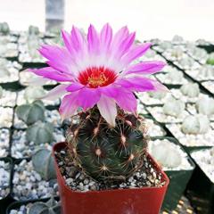 Thelocactus Bicolor ssp. Schwarzii - Mor Renk Çiçek Açar-5,5 cm Saksıda Özel Tür