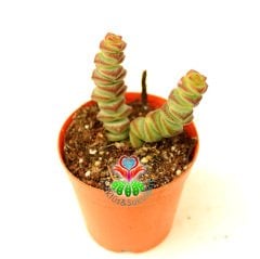 Sukulent, Crassula Marnieriana Hottentot- Düğmlerin Dizisi- 5,5 cm Saksıda-Teraryum,Kaktüs,Succulent