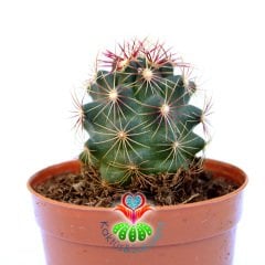 Thelocactus Bicolor ssp. Schwarzii - Mor Renk Çiçek Açar-5,5 cm Saksıda Özel Tür