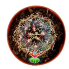 Thelocactus Bicolor ssp. Schwarzii - Mor Renk Çiçek Açar-5,5 cm Saksıda Özel Tür