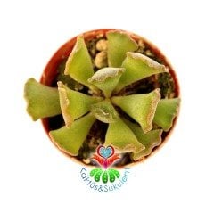 Adromischus Sphenophyllus-Sıradışı Yapraklı 5,5 cm Saksıda Sukulent