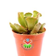 Adromischus Sphenophyllus-Sıradışı Yapraklı 5,5 cm Saksıda Sukulent