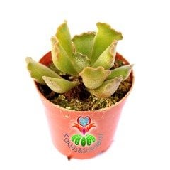 Adromischus Sphenophyllus-Sıradışı Yapraklı 5,5 cm Saksıda Sukulent
