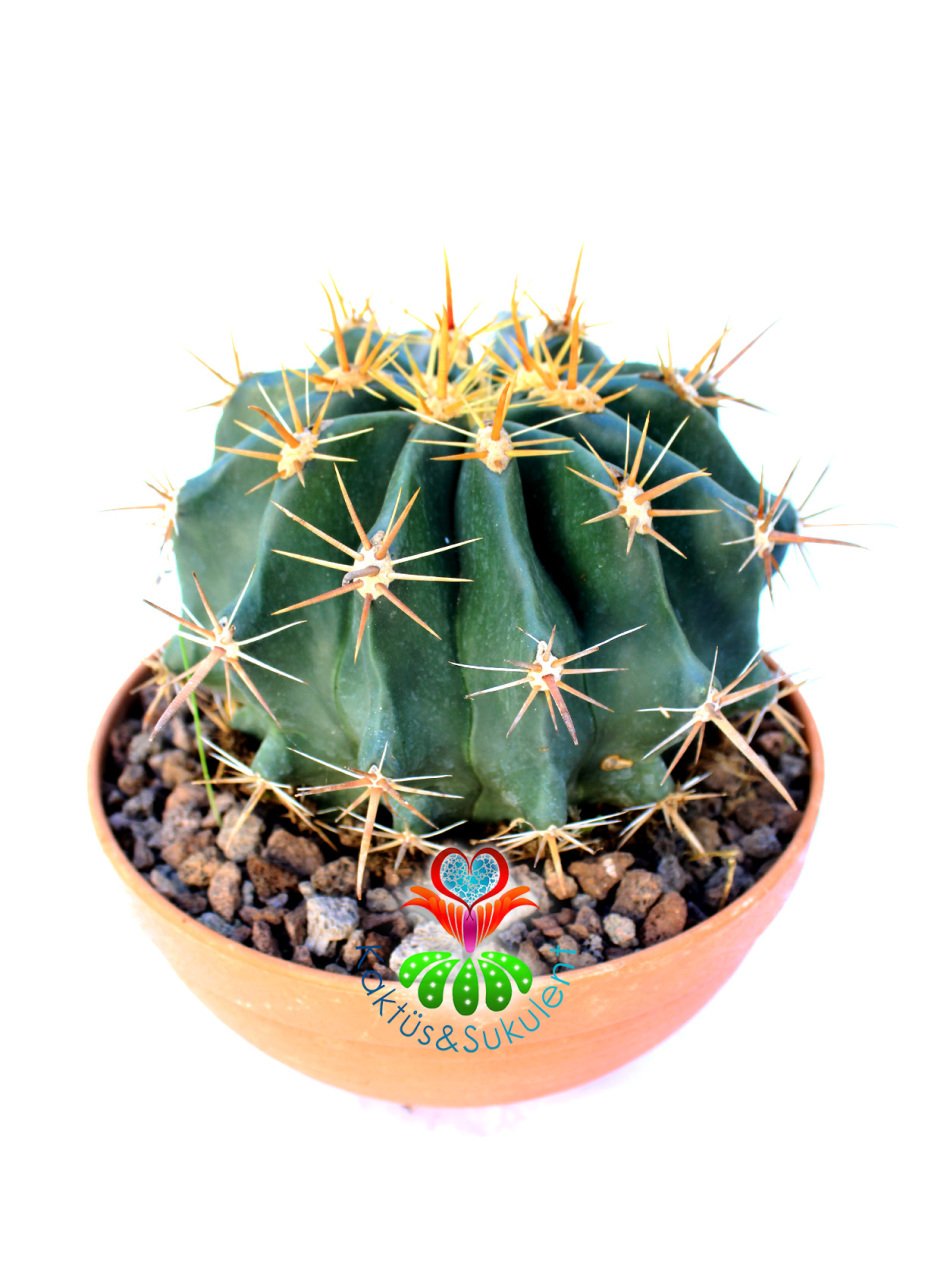 Ferocactus Glaucescens-DEV BOY-Sarı Çiçek Açar-Gri Renk-15 cm Saksıda-Cactus,Sukulent