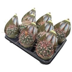 SÜPER FİYAT > Ferocactus hamatacanthus -Sarı Çiçek Açar-Dev boy-12 cm Saksıda - SINIRLI STOK