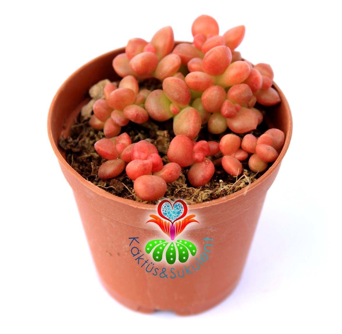 Pachyphytum Oviferum 'Pink Moonstones' Mini Aytaşları 5,5 cm Saksıda