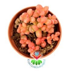 Pachyphytum Oviferum 'Pink Moonstones' Mini Aytaşları 5,5 cm Saksıda