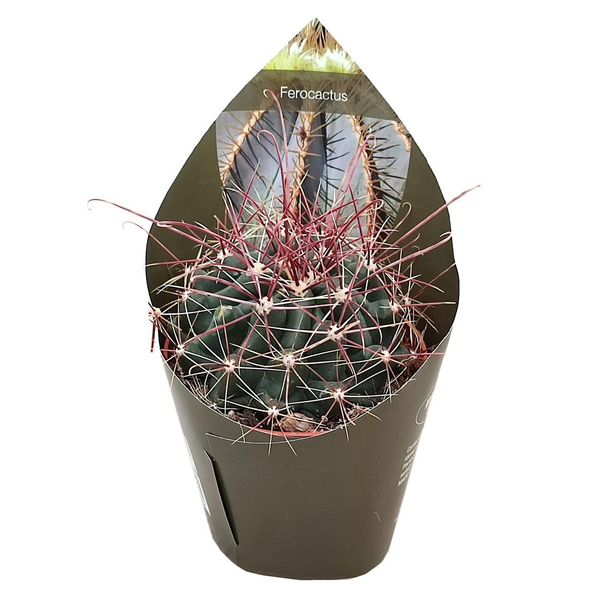 SÜPER FİYAT > Ferocactus hamatacanthus -Sarı Çiçek Açar-Dev boy-12 cm Saksıda - SINIRLI STOK