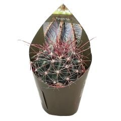 SÜPER FİYAT > Ferocactus hamatacanthus -Sarı Çiçek Açar-Dev boy-12 cm Saksıda - SINIRLI STOK