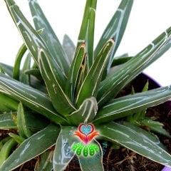 Agave Victoriae Reginae-15 cm Saksıda-Simetrik Rozet Kaktüs