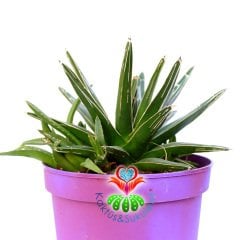 Agave Victoriae Reginae-15 cm Saksıda-Simetrik Rozet Kaktüs