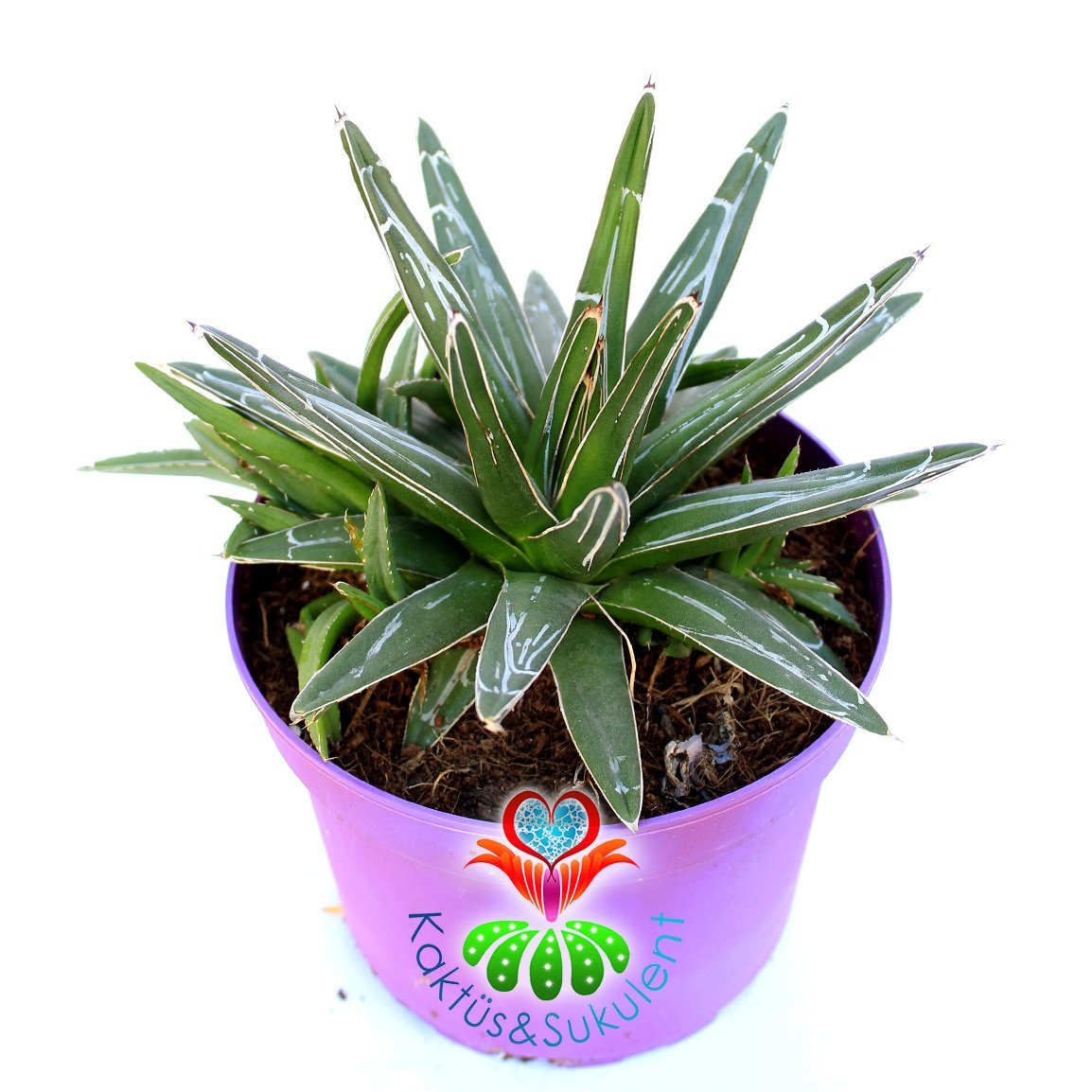 Agave Victoriae Reginae-15 cm Saksıda-Simetrik Rozet Kaktüs