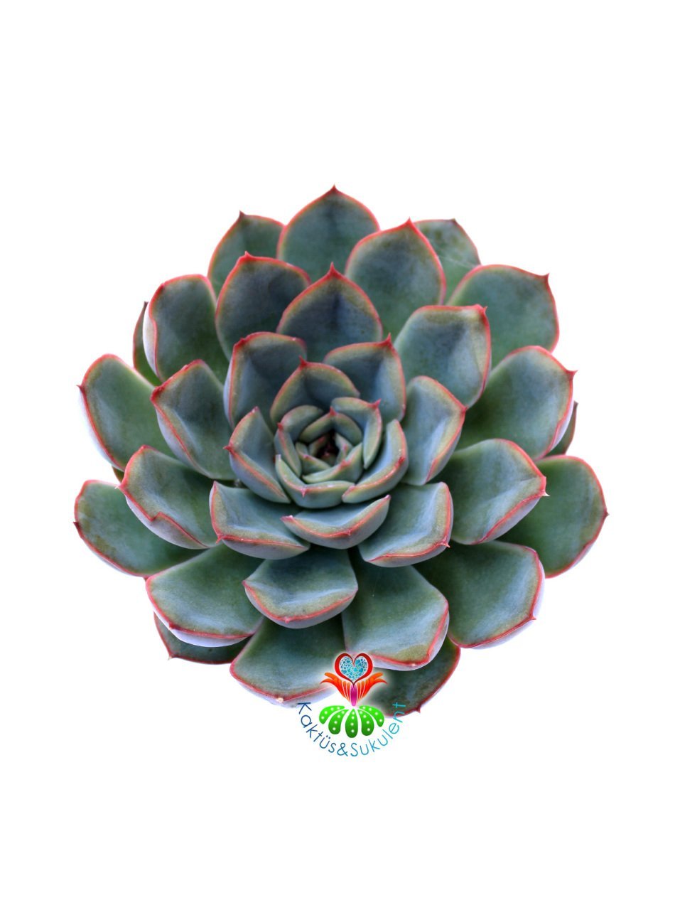 Sukulent, Echeveria Pulidonis-Açık Yeşil Uçları Kırmızı Yapraklı - 8,5 cm saksıda