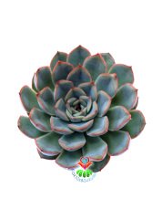 Sukulent, Echeveria Pulidonis-Açık Yeşil Uçları Kırmızı Yapraklı - 8,5 cm saksıda