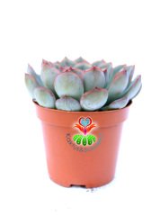 Sukulent, Echeveria Pulidonis-Açık Yeşil Uçları Kırmızı Yapraklı - 8,5 cm saksıda