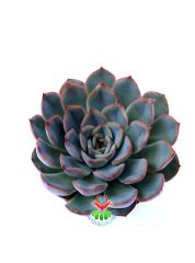 Sukulent, Echeveria Pulidonis-Açık Yeşil Uçları Kırmızı Yapraklı - 8,5 cm saksıda